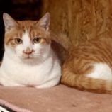 1月12日瑞穂店に参加するにゃんこの大冒険の保護猫03