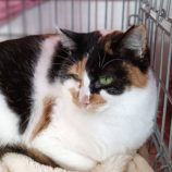 1月12日瑞穂店に参加するにゃんこの大冒険の保護猫04