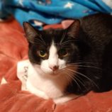 1月12日瑞穂店に参加するにゃんこの大冒険の保護猫05