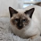 1月12日瑞穂店に参加するにゃんこの大冒険の保護猫06