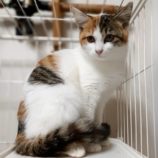 1月12日瑞穂店に参加するにゃんこの大冒険の保護猫07