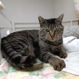 1月12日瑞穂店に参加するにゃんこの大冒険の保護猫08