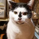 1月12日瑞穂店に参加するにゃんこの大冒険の保護猫10