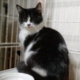 1月12日瑞穂店に参加するにゃんこの大冒険の保護猫11