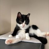 1月19日新田店に参加する猫びよりの保護猫01