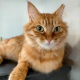 1月19日新田店に参加する猫びよりの保護猫02