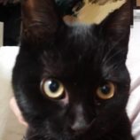 1月19日新田店に参加する猫びよりの保護猫04