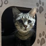 1月19日新田店に参加する猫びよりの保護猫05