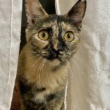 1月19日新田店に参加する猫びよりの保護猫07