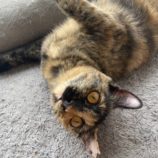 1月19日新田店に参加する猫びよりの保護猫08