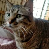 1月19日新田店に参加する猫びよりの保護猫09