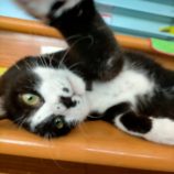 1月19日新田店に参加する猫びよりの保護猫10