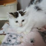 1月19日新田店に参加する猫びよりの保護猫11