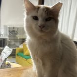 1月19日新田店に参加する猫びよりの保護猫12