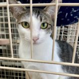 1月19日新田店に参加する猫びよりの保護猫13