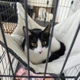 1月19日新田店に参加する猫びよりの保護猫14