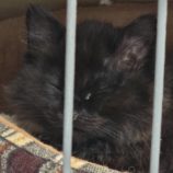 1月19日新田店に参加する猫びよりの保護猫15