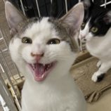 1月12日新田店に参加する猫のへやの保護猫01