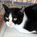 1月12日新田店に参加する猫のへやの保護猫05