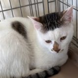 1月12日新田店に参加する猫のへやの保護猫06