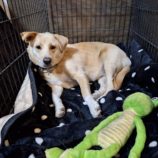 1月26日新田店に参加する命こそ宝の保護猫01