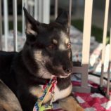 1月26日新田店に参加する命こそ宝の保護猫02