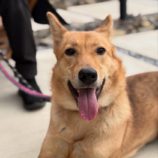 1月26日新田店に参加する命こそ宝の保護猫03