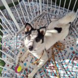 1月26日新田店に参加する命こそ宝の保護猫04