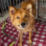 1月26日新田店に参加する命こそ宝の保護猫05