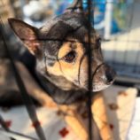 1月26日新田店に参加する命こそ宝の保護猫06