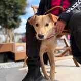 1月26日新田店に参加する命こそ宝の保護猫07