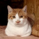 1月26日小山店に参加するにゃんこの大冒険の保護猫01