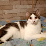 1月26日小山店に参加するにゃんこの大冒険の保護猫02