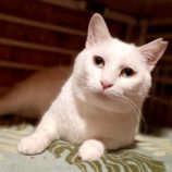 1月26日小山店に参加するにゃんこの大冒険の保護猫03