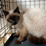 1月26日小山店に参加するにゃんこの大冒険の保護猫04