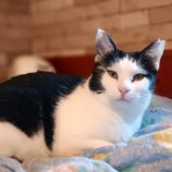 1月26日小山店に参加するにゃんこの大冒険の保護猫05