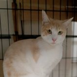 1月26日小山店に参加するにゃんこの大冒険の保護猫08