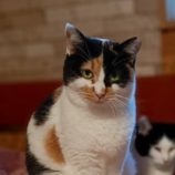 1月26日小山店に参加するにゃんこの大冒険の保護猫09