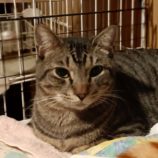 1月26日小山店に参加するにゃんこの大冒険の保護猫10