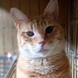 1月26日小山店に参加するにゃんこの大冒険の保護猫11