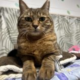 2月2日幸手店に参加するまたたび家の保護猫01