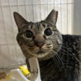 2月2日幸手店に参加するまたたび家の保護猫02