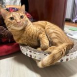 2月2日幸手店に参加するまたたび家の保護猫03