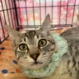 2月2日幸手店に参加するまたたび家の保護猫04