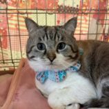 2月2日幸手店に参加するまたたび家の保護猫05