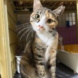 2月2日幸手店に参加するまたたび家の保護猫06