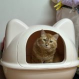 2月2日幸手店に参加するまたたび家の保護猫07