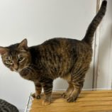 2月2日幸手店に参加するまたたび家の保護猫08