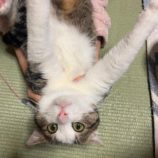 1月18日八千代店に参加する花ねこ千葉の保護猫02