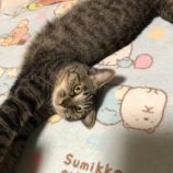 1月18日八千代店に参加する花ねこ千葉の保護猫03